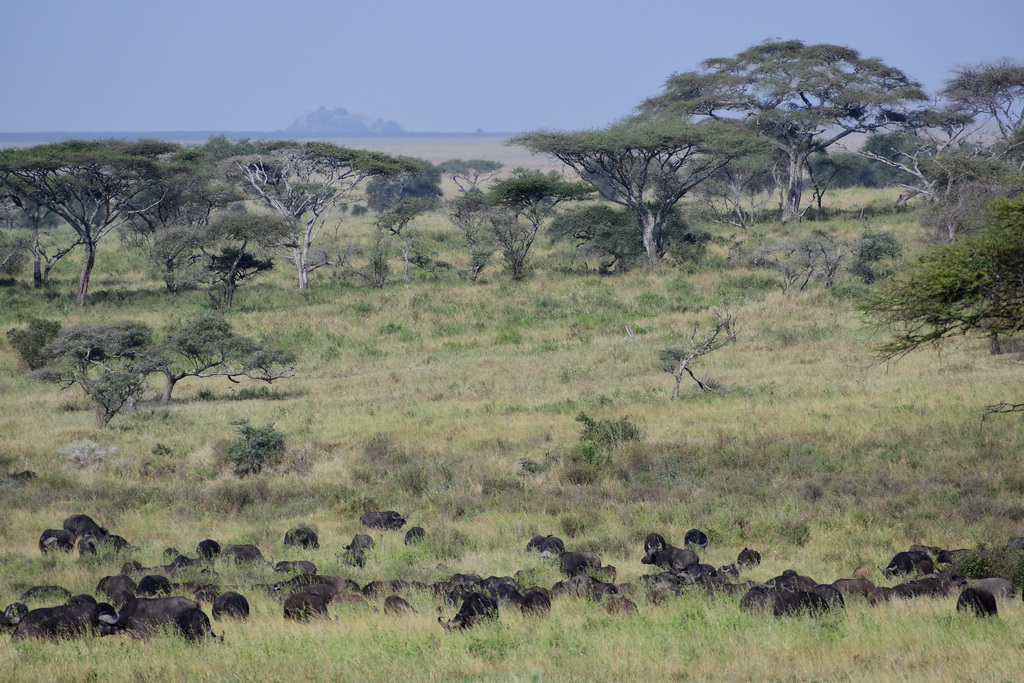 Central Serengeti